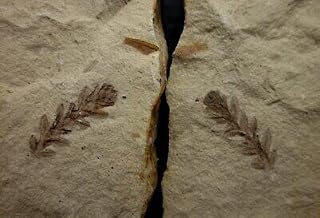 Yanliaoa Fossil, Beipiao 70992