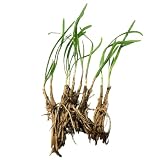 10 Plants: Organics Garlic Chives Live Plant Bare Roots Hardy Perennial Herb Jiu CAI CHIVE-10PK-NEW-NPF