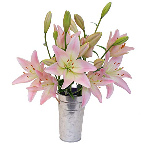 Stargazer Barn - Ballerina Bouquet with Vase- Ships farm direct overnight