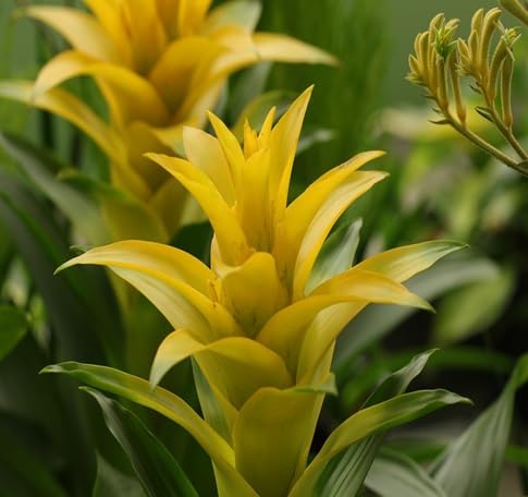 100 semillas de flores de bromelia