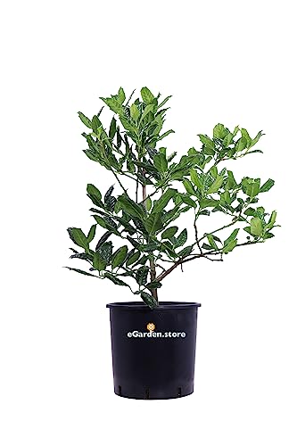 Pianta di Agrifoglio Verde Pianta di Ilex Nellie Stevens pianta da esterno pianta ornamentale di Agrifoglio pianta vera venduta da eGarden.store (Vaso 24 cm)