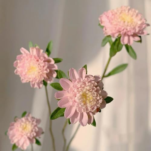 50 Pc Semillas De Áster Perenne Resistente - Semillas Macizos De Flores, Plantas Exóticas Resistentes Semillas De Callistephus, Flores Decorativas, Semillas De Bonsai Plantas En Macetas