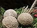 Anhaltiner Meisenknödel 100 Stück ohne Netz Vogelfutter Wildvogelfutter Meisenfutter eigene Produktion in Deutschland hergestellt