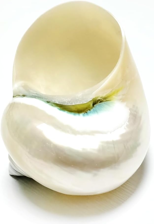 Large Polished Turbo Shells, White Hermit Crab Seashell Decoration Aquarium Original Sea Home Decoration Natural Craft Snail 3.5 inch-4 inch