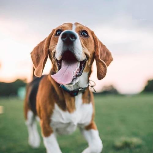 Suplemento para Pets DermoNutri: Pele Saudável, Pelos Fortes – Alívio de Coceiras e Qualidade de Vid