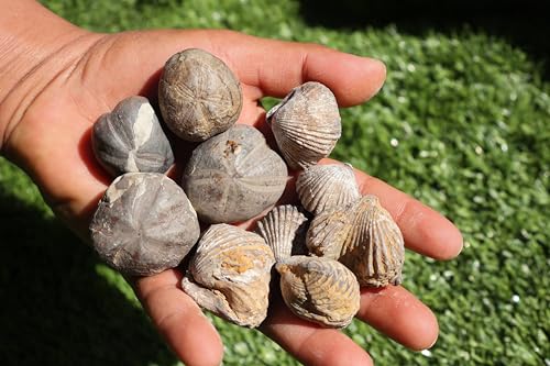 Image of Amazing Marine Fossil Collection: 4 Fossilized Sea Urchins and 6 Authentic Brachiopods, Perfect for Collectors and Natural Decor A175
