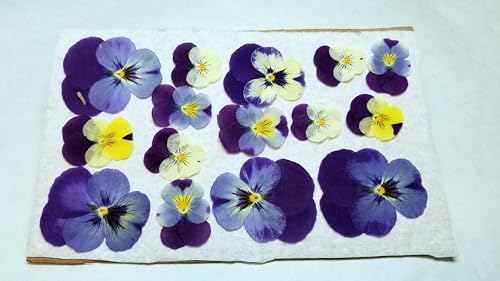 17 Piezas de Pensamientos Secos Prensados para Decoración miniatura 2