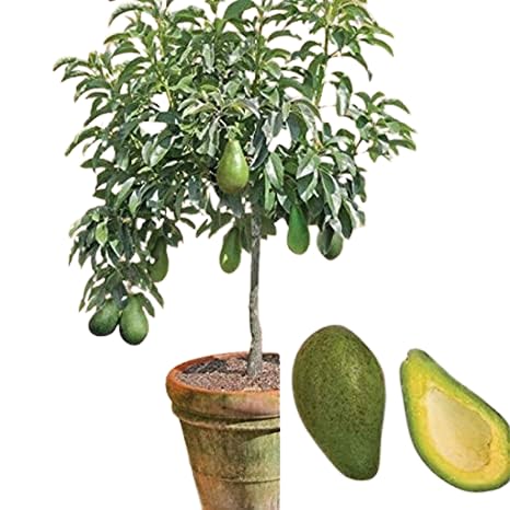 MANISHAS DAFFODILS High Yielding Avocado Plant, Unique Garden Decoration,Nutritious Fruits Round The Year,(1 Grafted Healthy Plant) Sure Fruits After A Year IN Grow-Bag. (B0BMND63KV) Amazon Price History, Amazon Price Tracker
