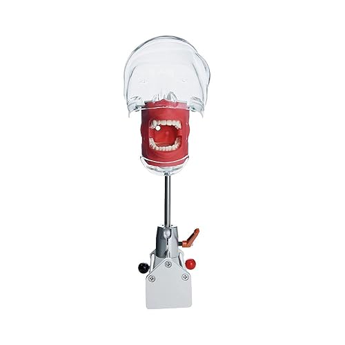 Miniatura 9 de Modelo de cabeza simulador dental Manikin Phantom con soporte de banco para dentista enseñanza ajuste de 360 grados