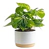 Costa Farms Golden Pothos Live Plant, Easy Care Indoor House Plant in Modern Decor Planter Pot, Potting Soil, Natural Air Purifier Houseplant, Housewarming Gift, Home Decor, Room Decor, 10-Inches Tall