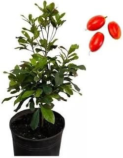 Fruta do milagre PRODUZINDO de 35 a 45cm