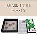 Authentic Shark Teeth Fossils with Collection Box & Magnifier, 5 Pack