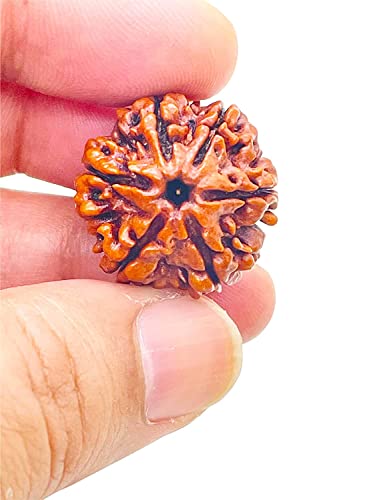 Image of Vado Certified 6 Mukhi Nepali Rudraksha with Authentic Lab Certificate Natural Beads (6 Mukhi)