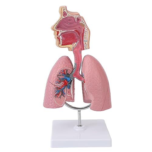 Maqueta del sistema respiratorio con corazón para aprender anatomía humana