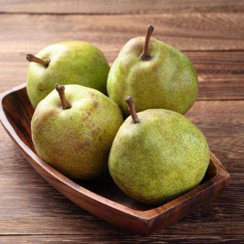 山形県鶴岡市産 ラ・フランス 3kg (9〜12玉) [令和8年産先行予約] マルタ農園