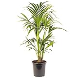 Palma di Kentia - Howea forsteriana | Purificatore d'aria per interni | Pianta da interno in vaso alto