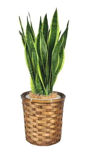 GREEN PLACE TXxA 7 ϗtA p { yIׂ锫Jo[z ҂ݍ NYG