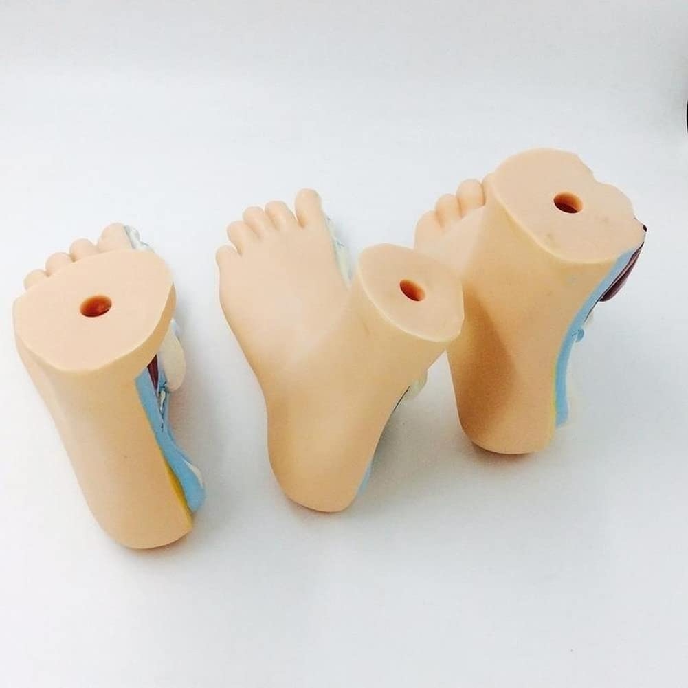 Lot de 3 pieds humains normaux arqués - Modèle anatomique coloré - En PVC