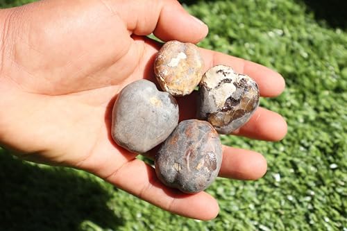 Image of Amazing Marine Fossil Collection: 4 Fossilized Sea Urchins and 6 Authentic Brachiopods, Perfect for Collectors and Natural Decor A177