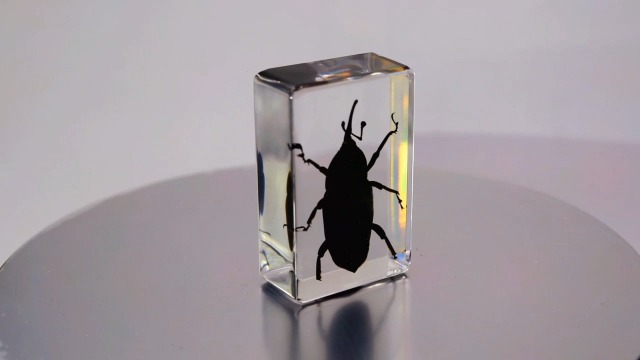 Image of 44mm Real Bamboo Weevil Long Horned Beetle in Crystal Clear Lucite Resin Specimen Preserved Insect Bugs Taxidermy Collection for Biology Science Education & Desk Ornament Display Supplies