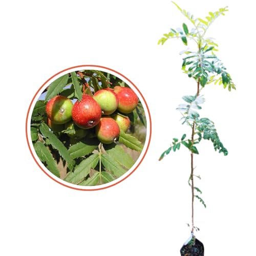 Vivaio Garden Forest Sorbo Domestico, Albero da frutto della famiglia delle Rosacee sorbole, Pianta da frutto, Pianta longeva, Resistente, Pianta vera, Giardinaggio, Frutto dolce, Diabetici