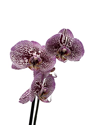 Orquidea phalaenopsis natural LILOSA - 60 cm altura- 2 varas de flores - Planta viva de interior