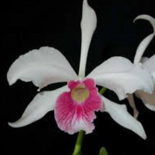 Laelia purpurata 'carnea' Orchid Plant [CAT083]