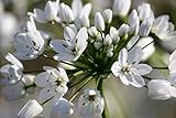Allium Bulbs, Allium Cowanii,Perennial in Zones 4-8" Returns Year After Year - 10 Bulbs