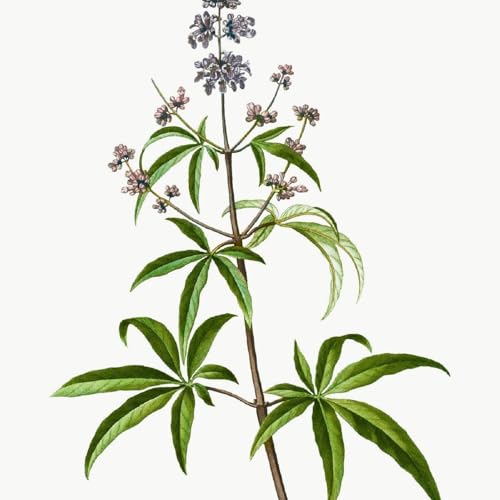 『Show 265: Vitex』のカバーアート