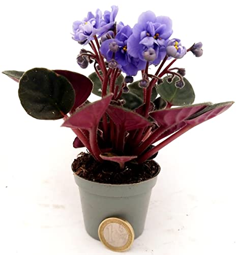 POWERS TO FLOWERS - SAINTPAULIA AZZURRA MICRO IDEALE PER TERRARIUM, 2 PIANTE, VASO 5,5CM, VIOLETTA AFRICANA, pianta vera