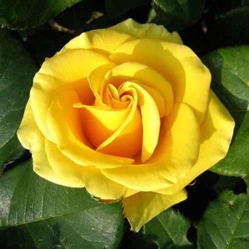 Rose Bushes Ready to Plant Outdoor, Bareroot 5-9 Inch Tall,