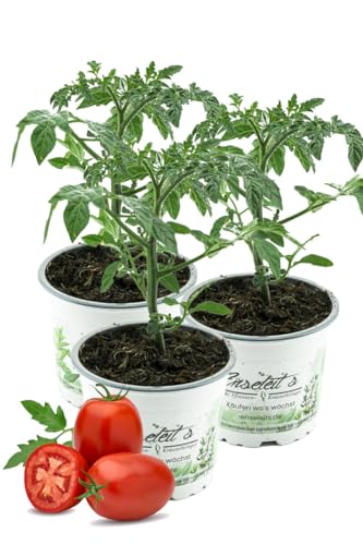 3er Set Eiertomate frische Tomaten Tomatenpflanzen Tomatenpflanze F1 Sorte