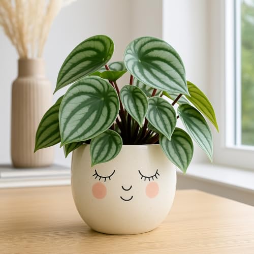 Watermelon Peperomia Plant in 2-Inch Nursery Pot – Petite, Eye-Catching