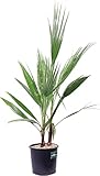  DECOALIVE Washingtonia Robusta Palmera de Exterior Natural 100cm