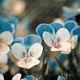 Blanco: 100 Unids/pack Semillas de Pensamiento Mezcla de Color Ondulado Viola Semillas de Flores Tricolores Bonsai Planta en Maceta Para Bricolaje Hogar y Jardín