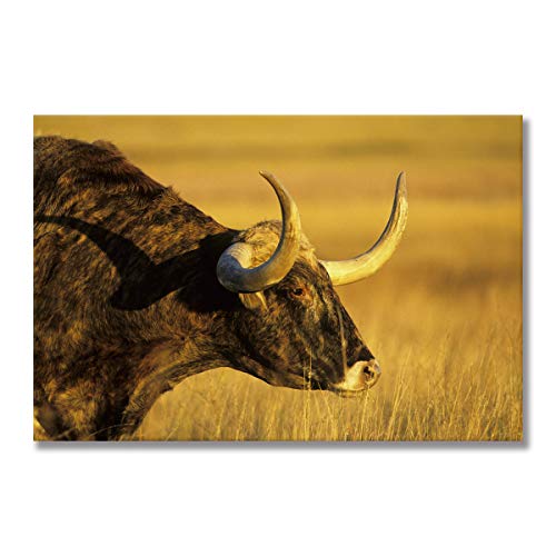 Affiche Vache des Highlands Peinture sur Toile Salon Maison