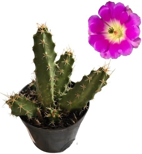 Cactos Rabo de Câo Flor Rosa Plantas Naturais Raíz Própria Cacto ...