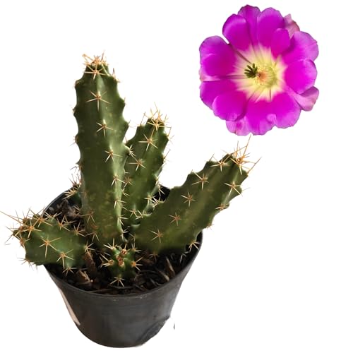 Cactos Rabo de Câo Flor Rosa Plantas Naturais Raíz Própria Cacto ...