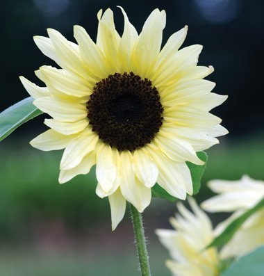 David's Garden Seeds Sunflower Tall Branching Stem Buttercream 1858 (Yellow) 25 Non-GMO, Hybrid Seeds