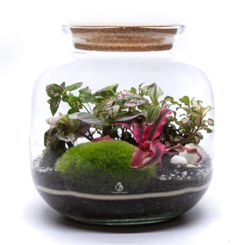 DIY Closed Terrarium Kit with 4 Live Plants & Bun Moss (H: 25cm) – Large Glass Jar Indoor Garden Set with Cork Lid – Self-Sustaining Ecosystem with Soil Layers & Guide, Creative Gift for Home & Office