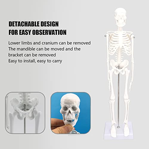 Image of PVC Mini Skeleton Model with Movable Arms Legs and Stand