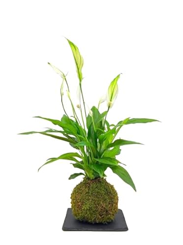 DECOALIVE Kokedama de Interior con Planta Envuelta en Musgo Spathiphyllum Natural