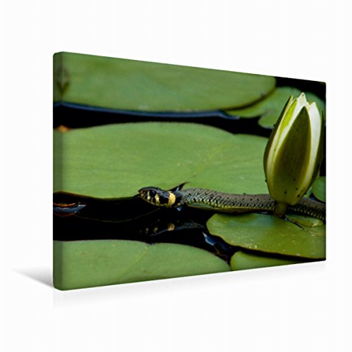 Premium Textil-Leinwand 45 x 30 cm Quer-Format Ringelnatter und Teichrose | Wandbild, HD-Bild auf Keilrahmen, Fertigbild auf hochwertigem Vlies, Leinwanddruck von Heike Hultsch