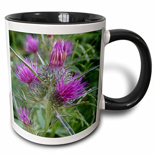 3dRose Thistle Flowerhead - Syrian Thistle 11oz Two-Tone Black Mug