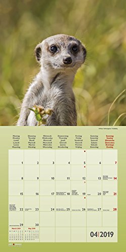 Erdmännchen 2019 Broschürenkalender: Suricates