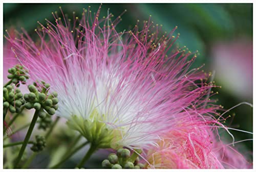Monkey Pod Tree 10 Seeds Samanea Saman Rare Bonsai or houseplant Ornamental Tropical Exotic Pink Flower Puffs Evergreen