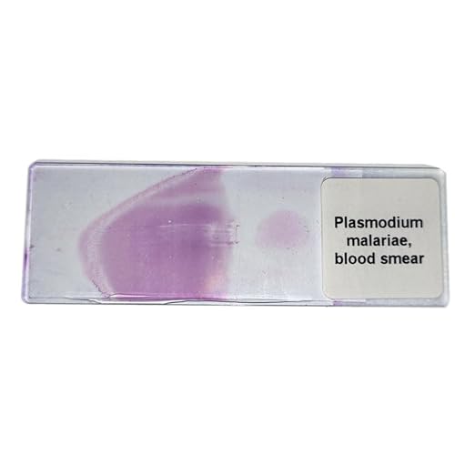 1 Piece Plasmodium Malariae Blood Smear Prepared Slides for Parasitology Slide Sale