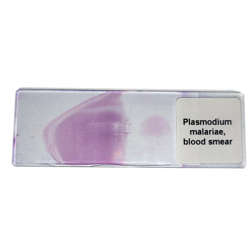 1 Piece Plasmodium Malariae Blood Smear Prepared Slides for Parasitology Slide Sale