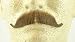 European Moustache LIGHT BROWN - Spirit Gum Included - 100% Human Hair - no. 2012 - REALISTIC! Perfect for Theater - Reusable!