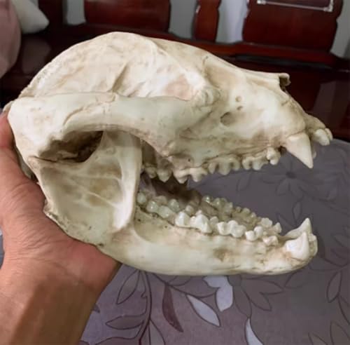 Statue de crâne de panda AMITD en taille réelle 23 cm pour collectionneur